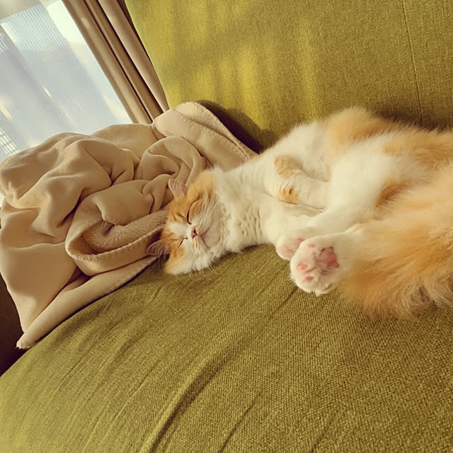 junさんの実例写真