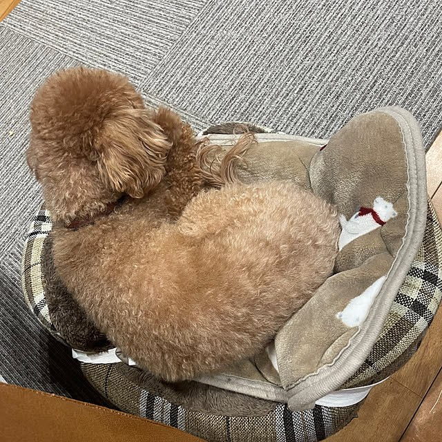 yukichi.wanwaさんの部屋