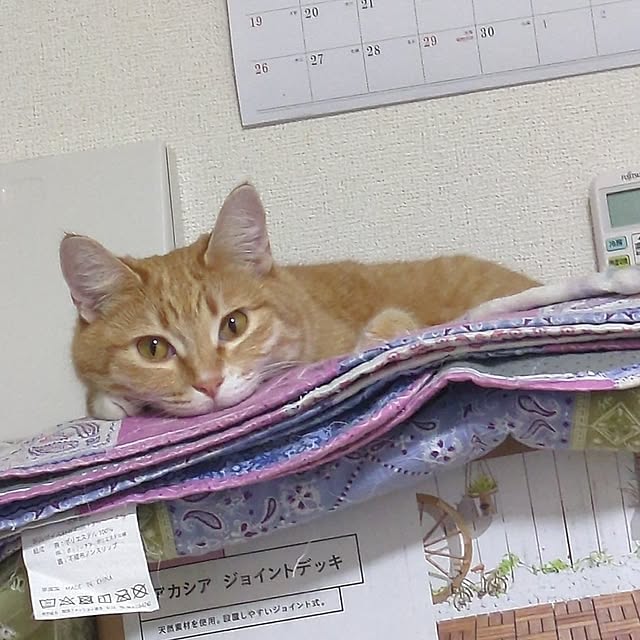 minnieさんの実例写真