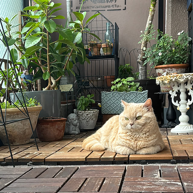 naokoさんの部屋