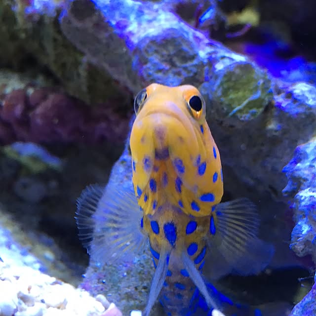 aquarium_seaさんの実例写真