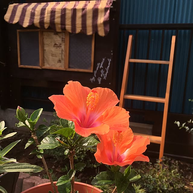 yokochinさんの実例写真
