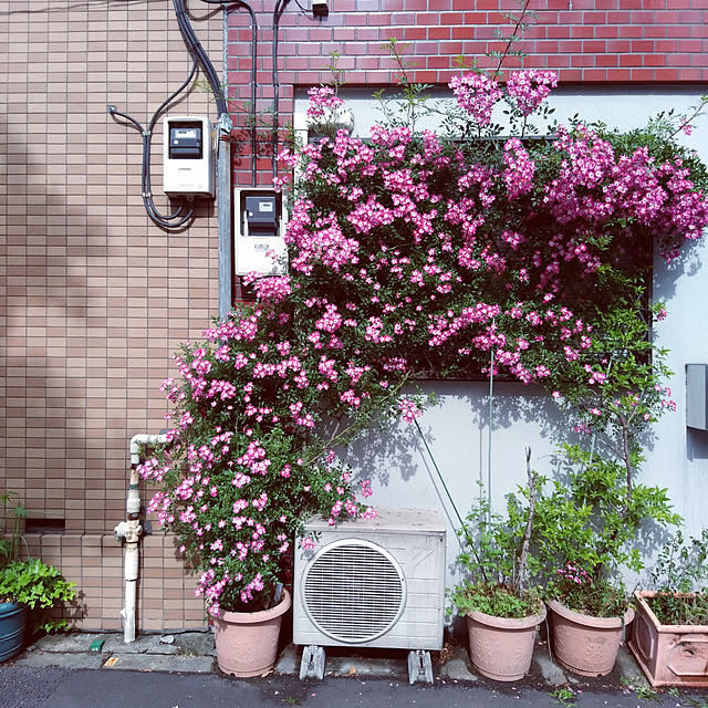 Green-appleさんの実例写真