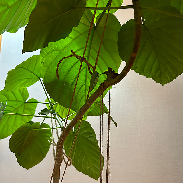 botanさんの部屋
