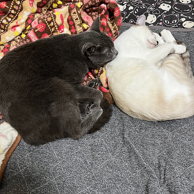 nekoさんの実例写真