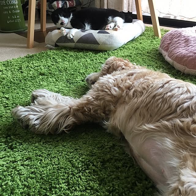Tippiさんの実例写真