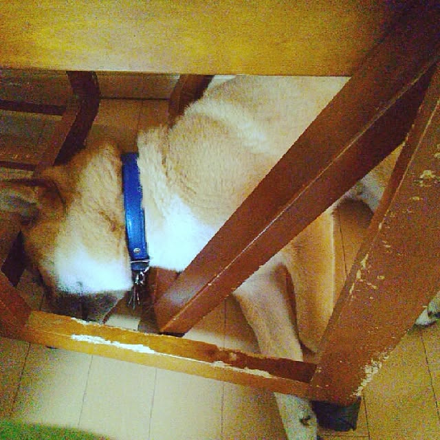 kotaさんの実例写真