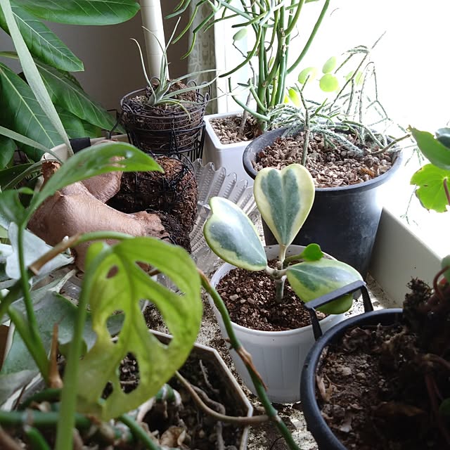 chocococoaさんの部屋
