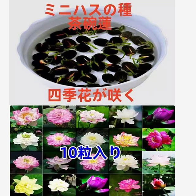 portulacaさんの部屋