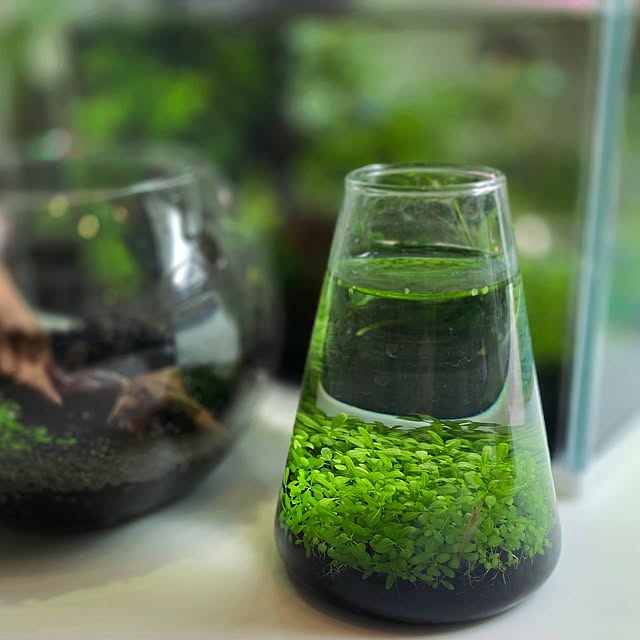 mint_greenさんの部屋