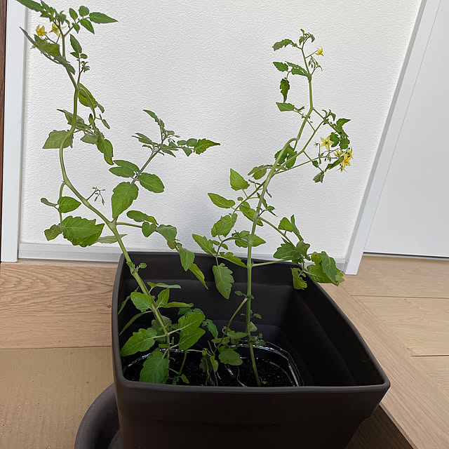 kooさんの実例写真