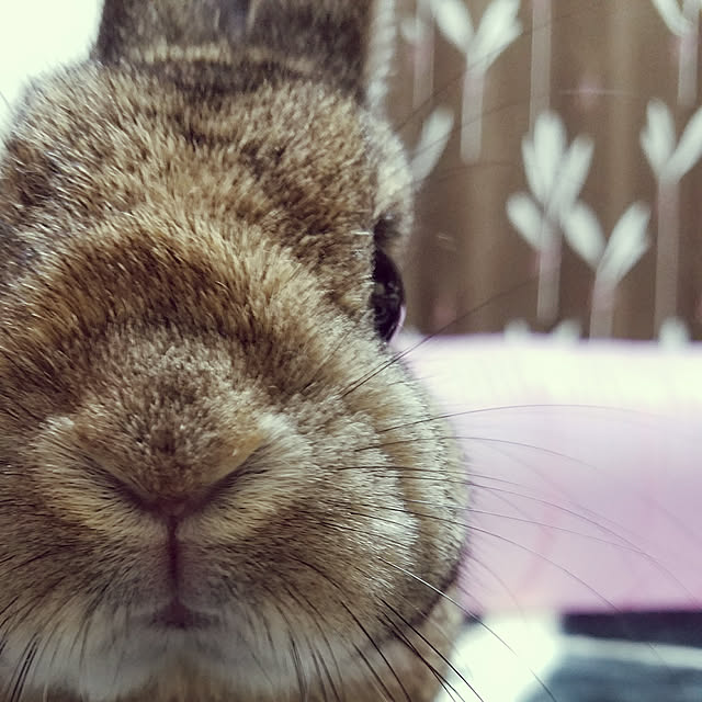 kiyukiyuさんの実例写真