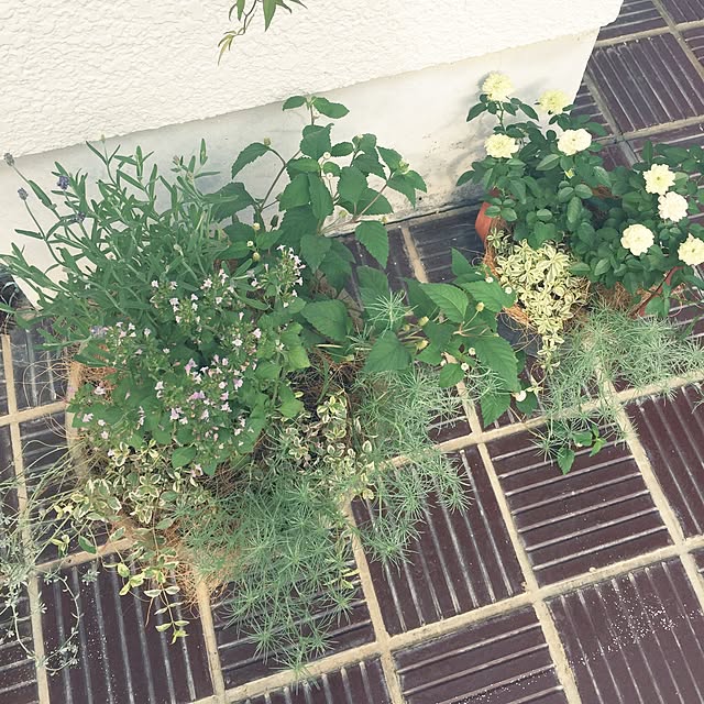marikaさんの実例写真