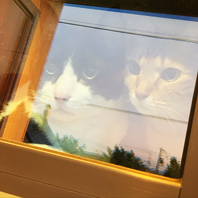 mikeume7さんの実例写真