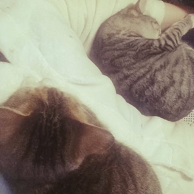 annさんの実例写真