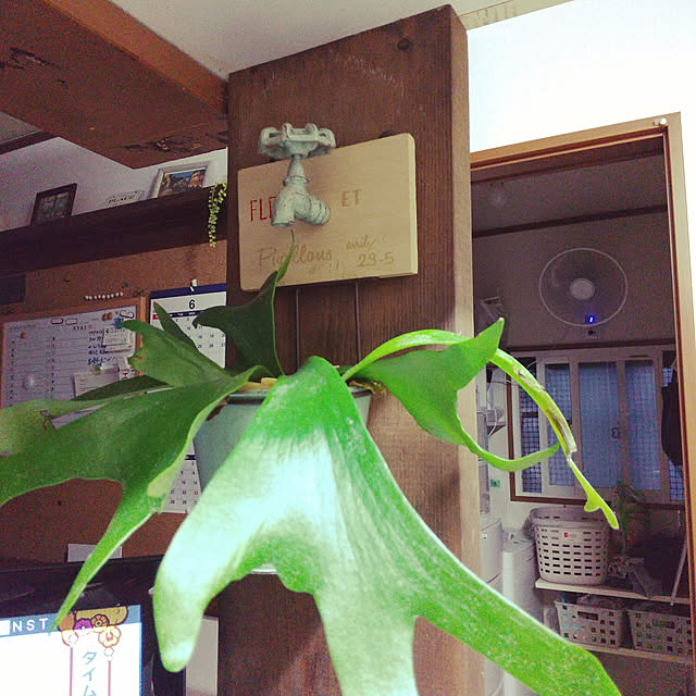 koyutan-mjmさんの実例写真