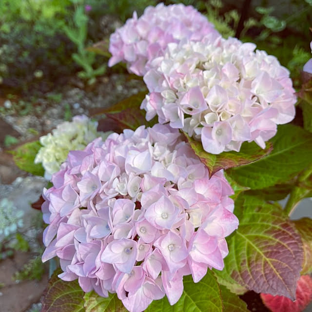 min_nimさんの実例写真