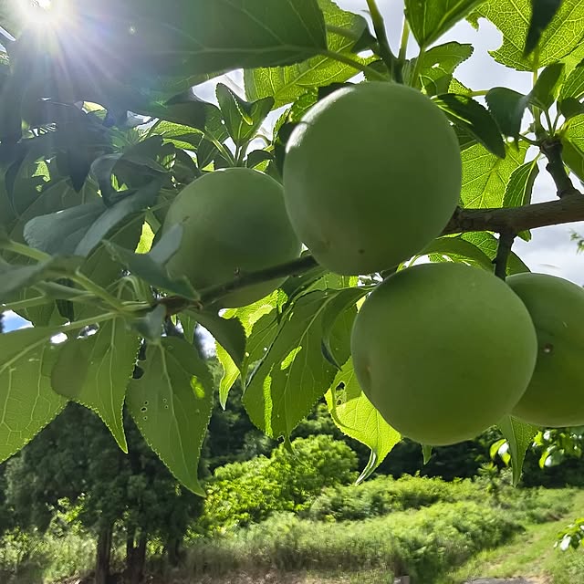 Rubiconさんの部屋