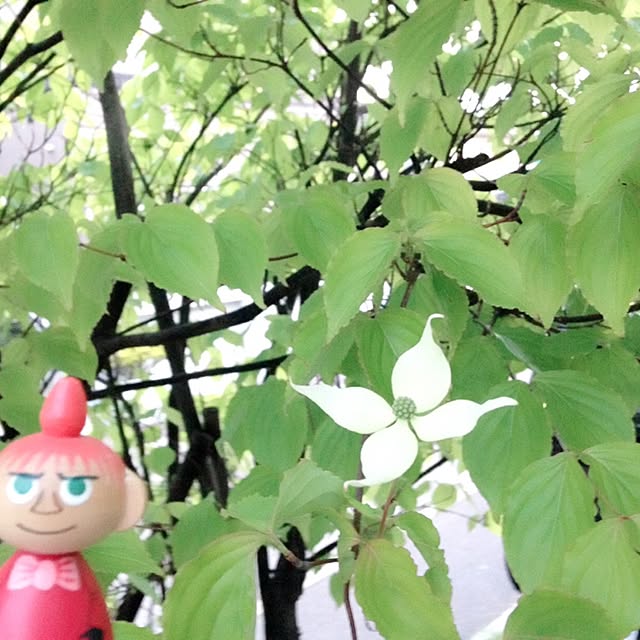okeiさんの実例写真
