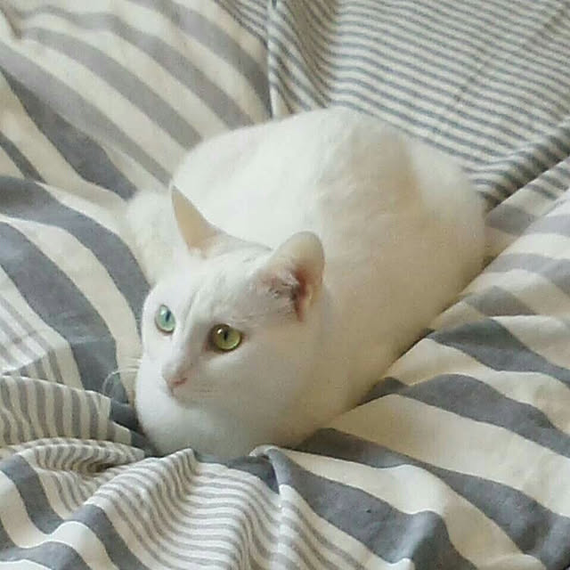 akuakuさんの実例写真