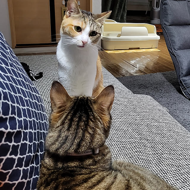 momoさんの実例写真
