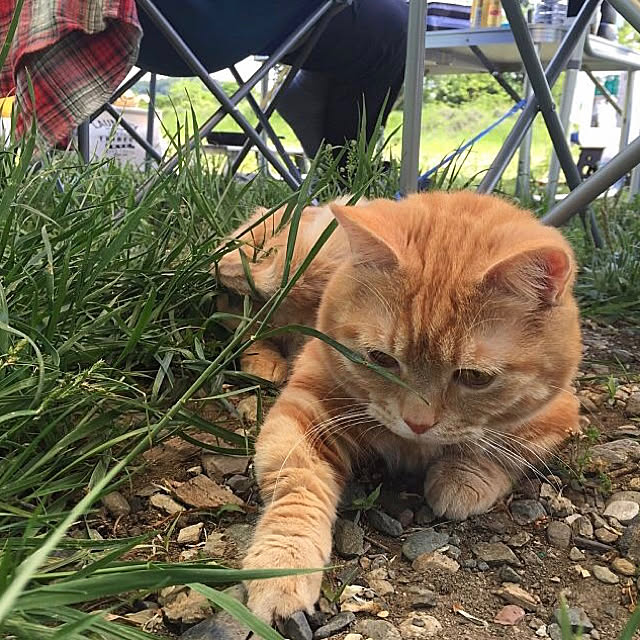 実例写真