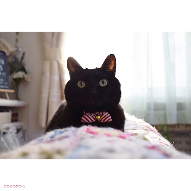 cocoronさんの実例写真