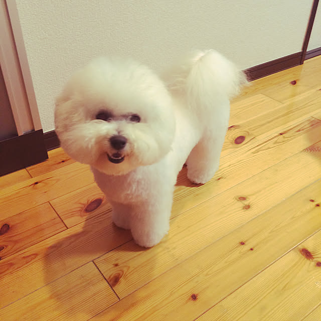 nicoさんの実例写真