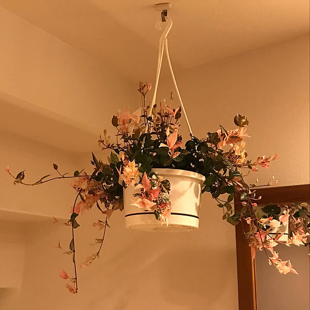 halさんの実例写真