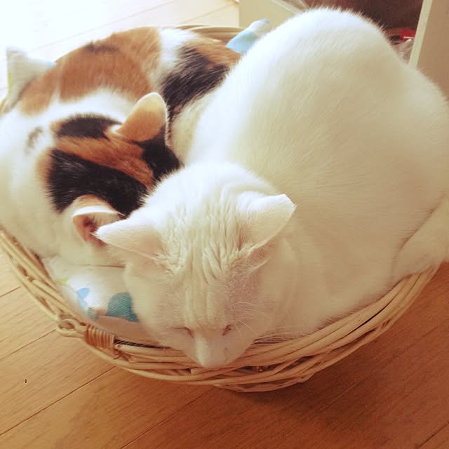 Kinanさんの実例写真