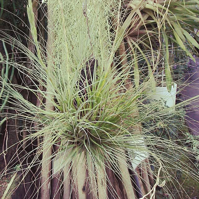 Plantexhibitionhallさんの実例写真
