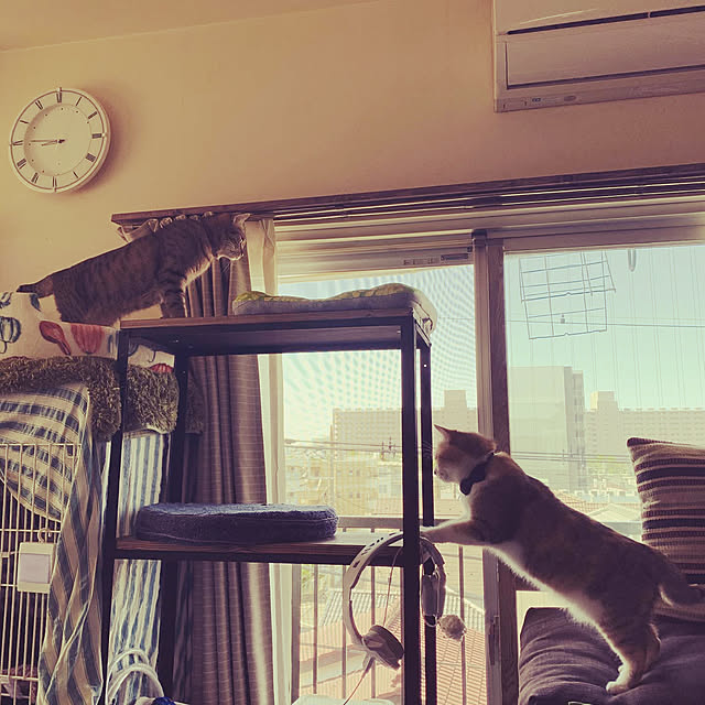 cooさんの実例写真