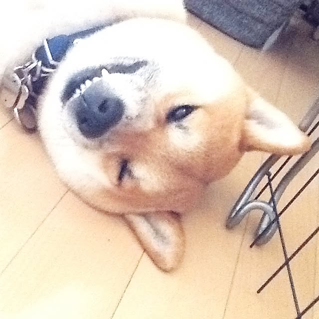 kotaさんの実例写真