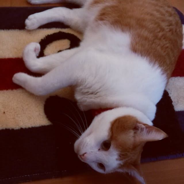 実例写真
