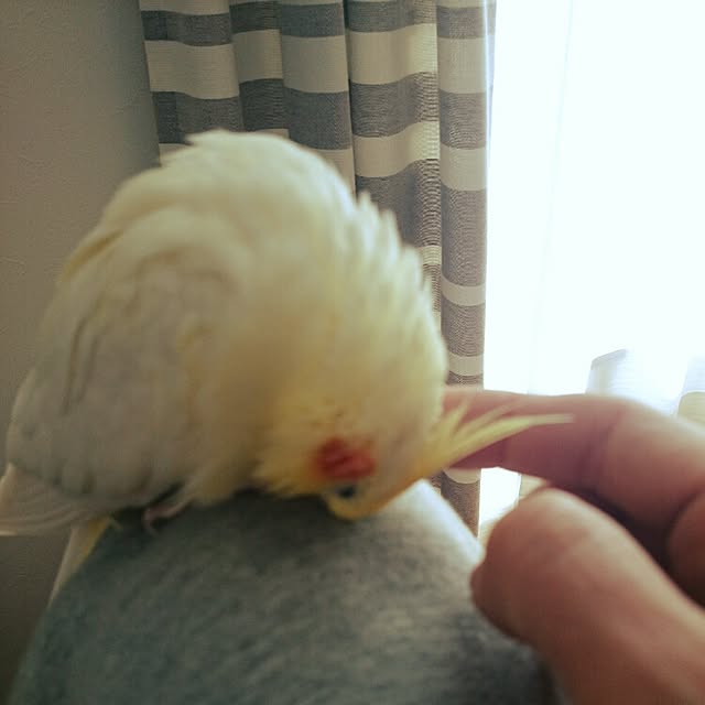 bibi.karuさんの実例写真