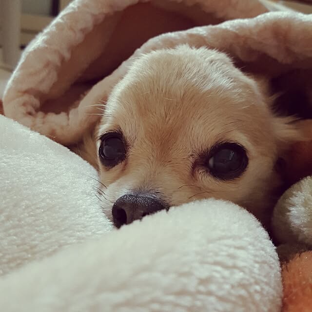 corocoroさんの実例写真