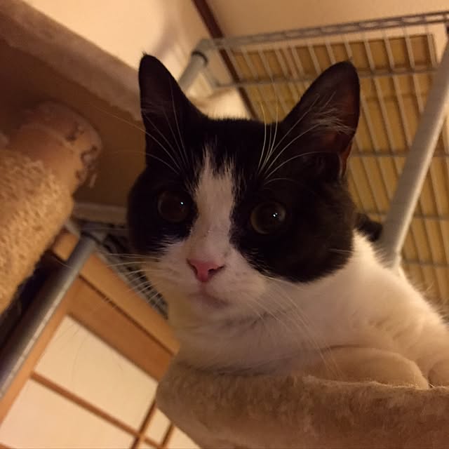 butachanさんの実例写真
