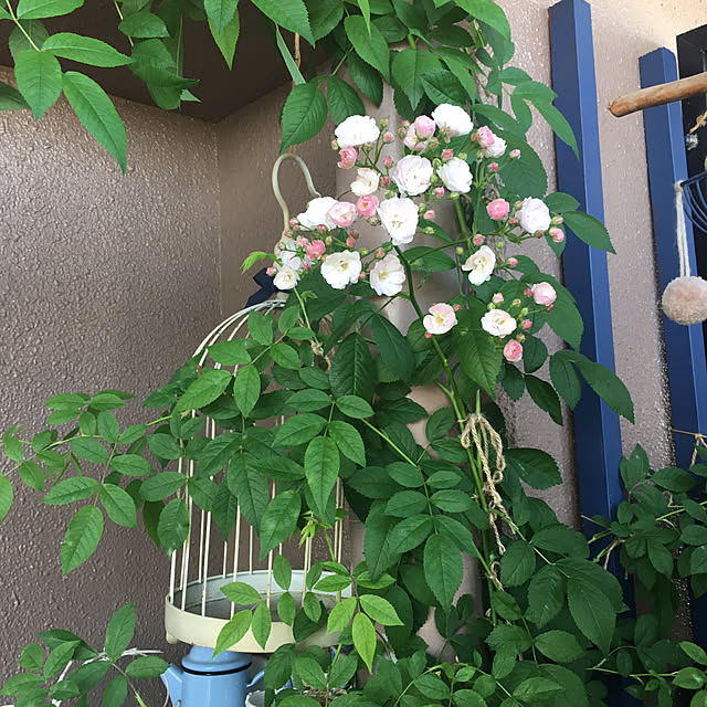 naokoさんの部屋