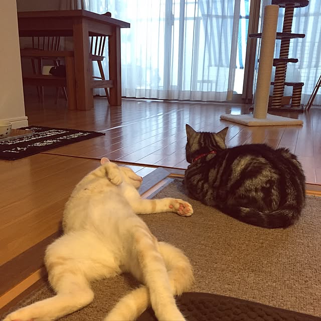 hiyupan88さんの実例写真