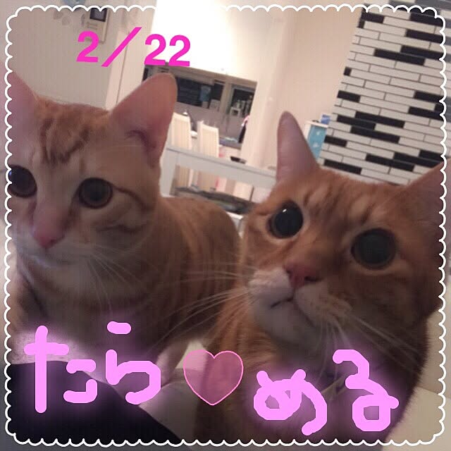 ykariさんの実例写真