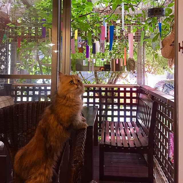 butachanさんの実例写真