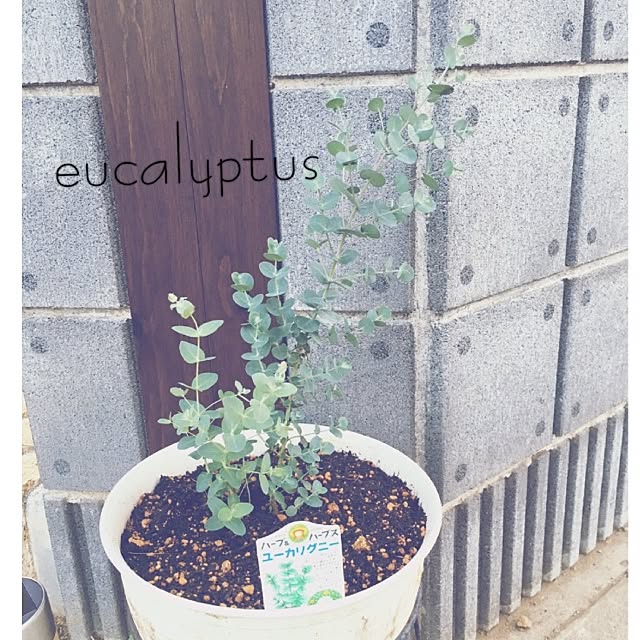 yurinocoさんの実例写真