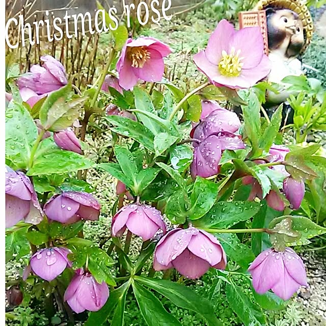 portulacaさんの実例写真