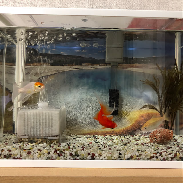 棚/金魚のインテリア実例 - 2018-06-10 11:13:19