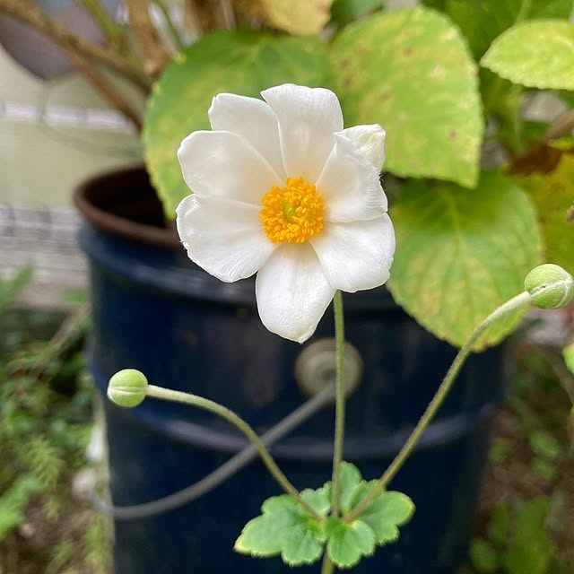 min_nimさんの実例写真