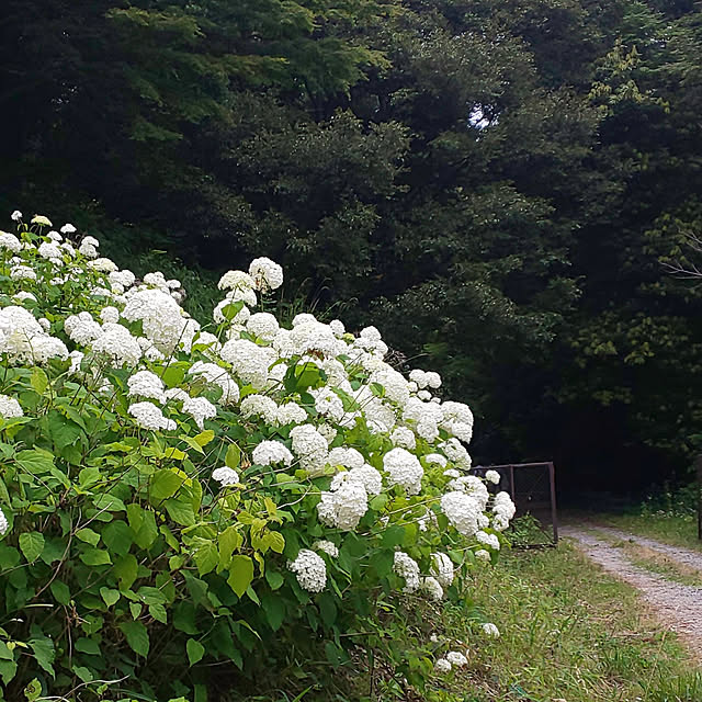 実例写真