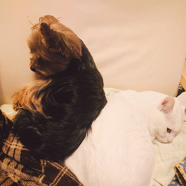 keikomokonさんの実例写真