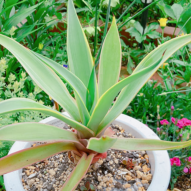 Hanakaさんの部屋