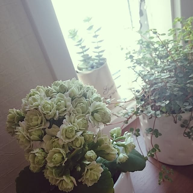 kanoさんの実例写真