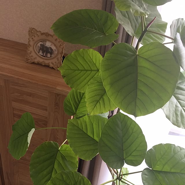megchoco28さんの実例写真